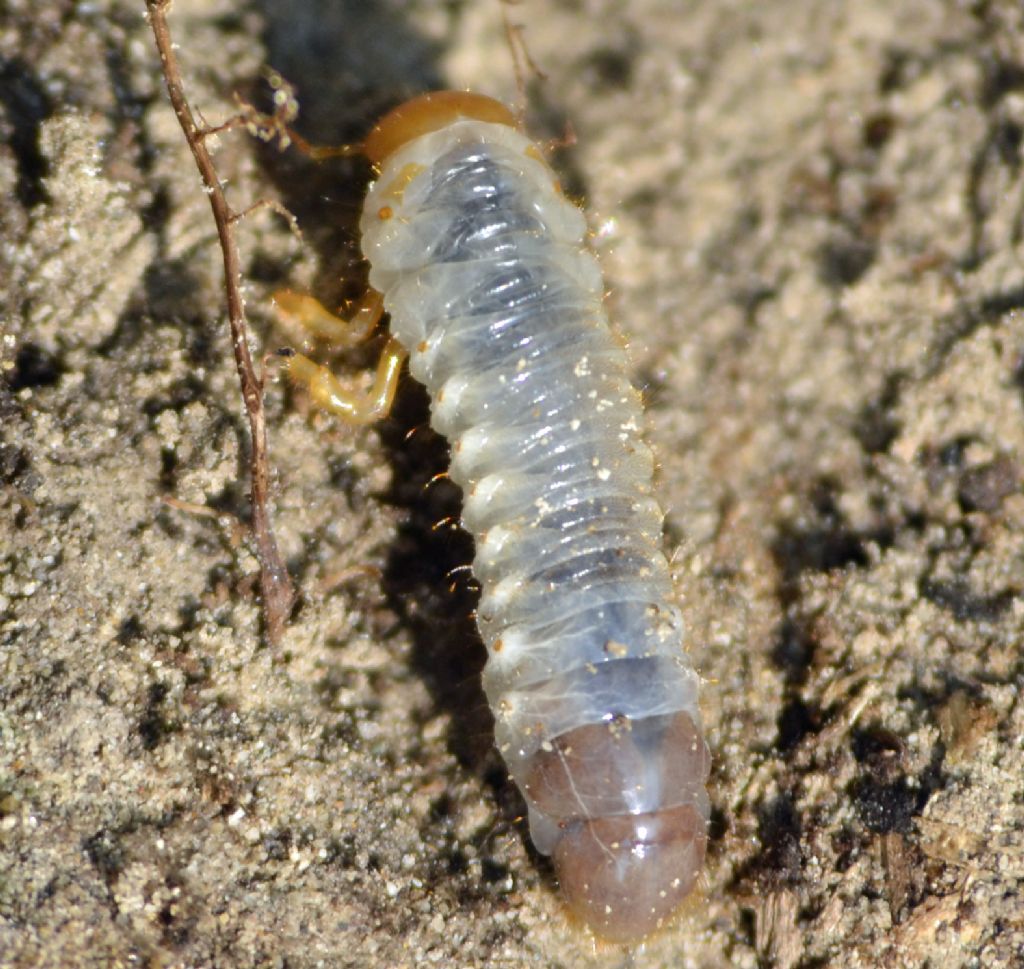 Larva id.